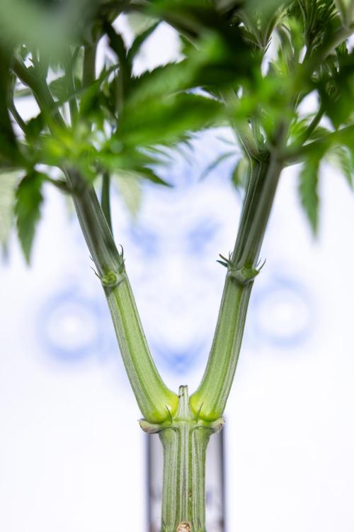 Nectar Drip #1 - Zamnesia X Tical x B&B. Week 4 - Nectar Drip #1 - Veg - Week 5 - Main Lining 