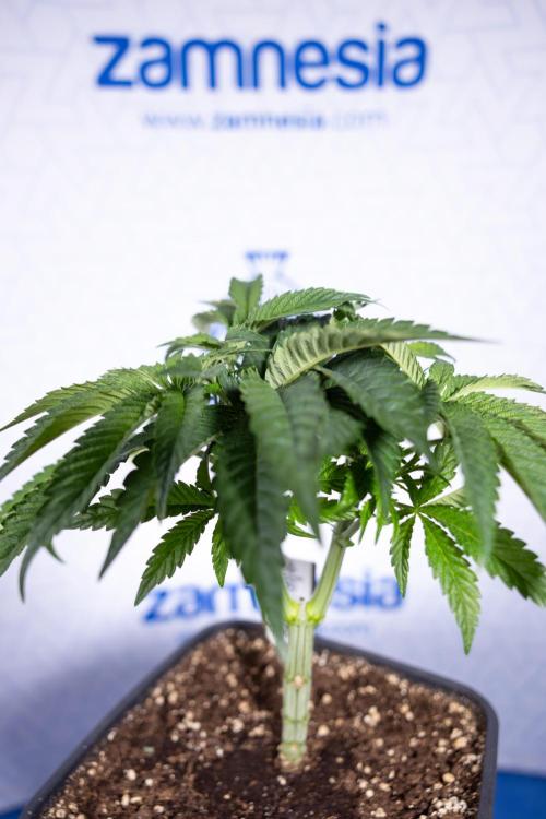 Nectar Drip #1 - Zamnesia X Tical x B&B. Week 4 - Nectar Drip #1 - Veg - Week 5 - Main Lining 