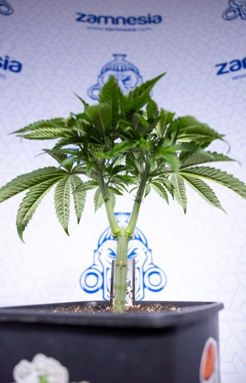 Nectar Drip #1 - Zamnesia X Tical x B&B. Week 4 - Nectar Drip #1 - Veg - Week 5 - Main Lining 