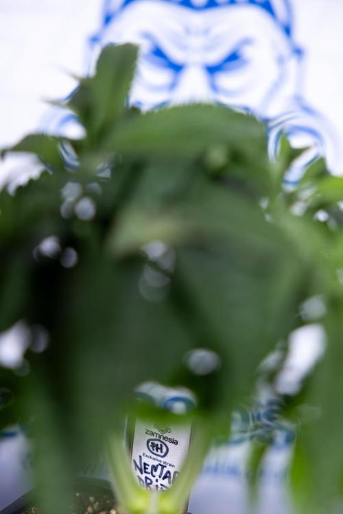 Nectar Drip #1 - Zamnesia X Tical x B&B. Week 4 - Nectar Drip #1 - Veg - Week 5 - Main Lining 