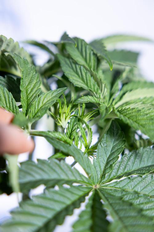 Nectar Drip #1 - Zamnesia X Tical x B&B. Week 4 - Nectar Drip #1 - Veg - Week 5 - Main Lining 