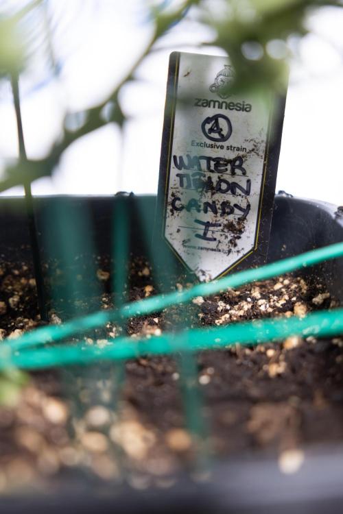 Watermelon Candy #2 - Zamnesia x B&B. Week 7 - Watermeloin Candy #2 - Bloom - Week 6