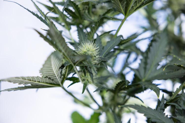 Watermelon Candy #2 - Zamnesia x B&B. Week 7 - Watermeloin Candy #2 - Bloom - Week 6