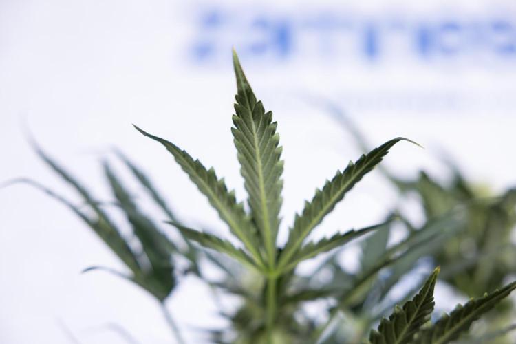 Watermelon Candy #2 - Zamnesia x B&B. Week 7 - Watermeloin Candy #2 - Bloom - Week 6