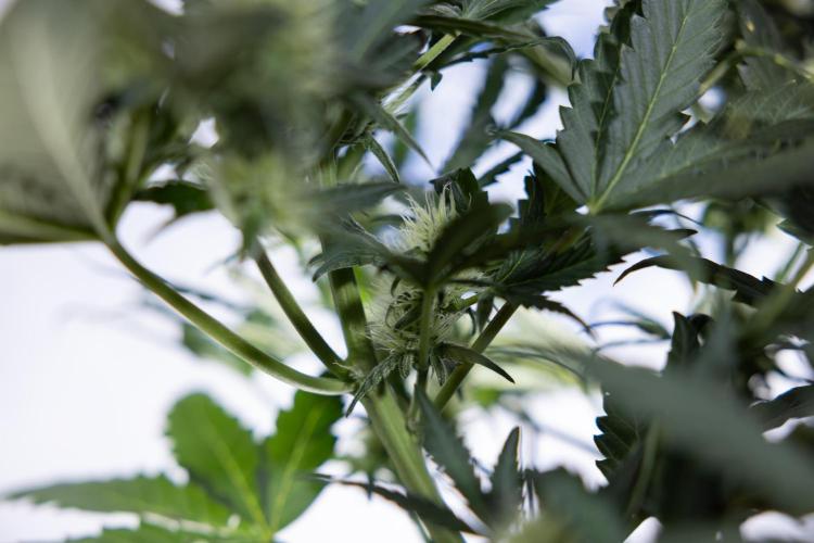 Watermelon Candy #2 - Zamnesia x B&B. Week 7 - Watermeloin Candy #2 - Bloom - Week 6