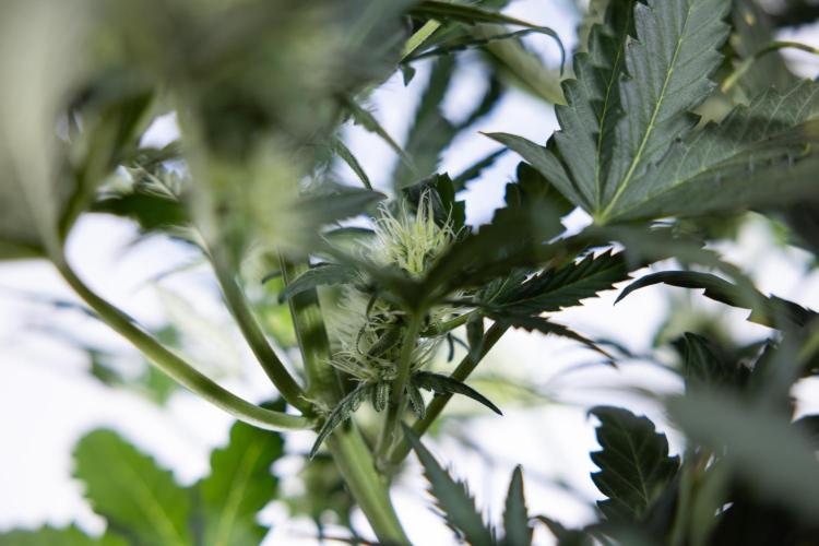 Watermelon Candy #2 - Zamnesia x B&B. Week 7 - Watermeloin Candy #2 - Bloom - Week 6