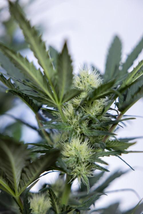 Watermelon Candy #2 - Zamnesia x B&B. Week 7 - Watermeloin Candy #2 - Bloom - Week 6