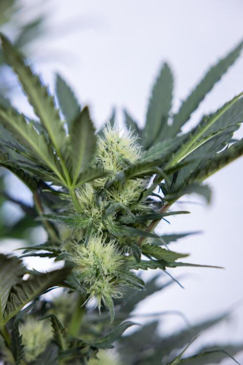 Watermelon Candy #2 - Zamnesia x B&B. Week 7 - Watermeloin Candy #2 - Bloom - Week 6