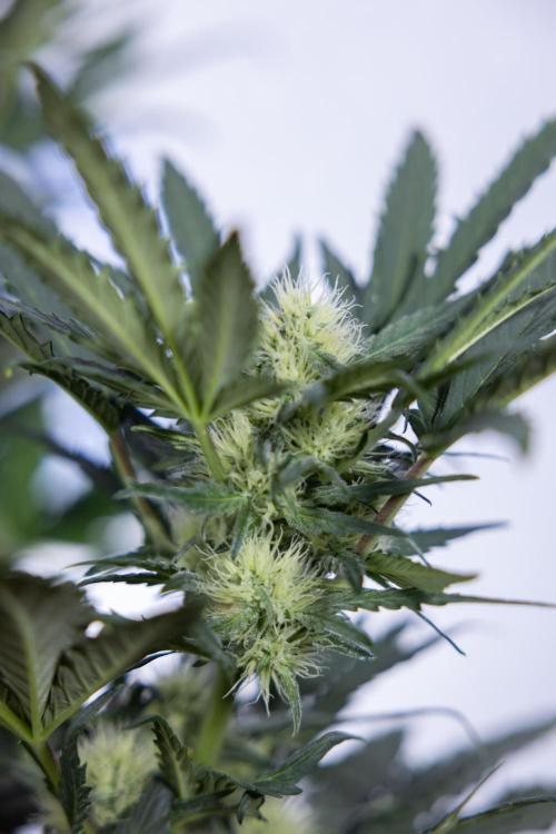 Watermelon Candy #2 - Zamnesia x B&B. Week 7 - Watermeloin Candy #2 - Bloom - Week 6