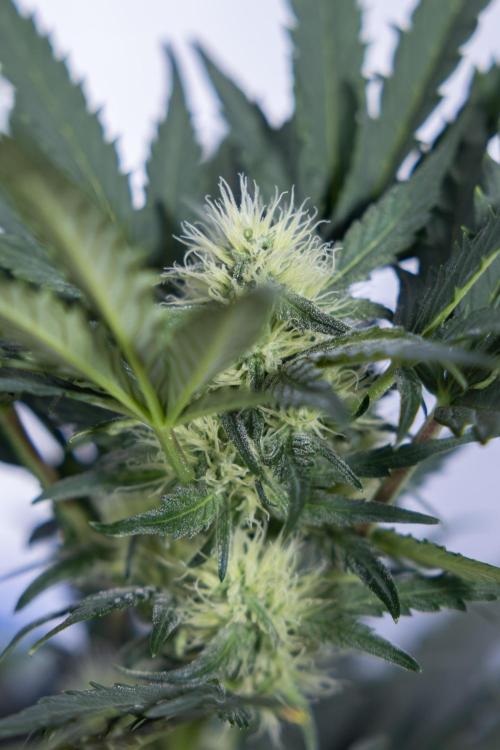 Watermelon Candy #2 - Zamnesia x B&B. Week 7 - Watermeloin Candy #2 - Bloom - Week 6