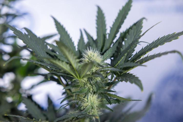 Watermelon Candy #2 - Zamnesia x B&B. Week 7 - Watermeloin Candy #2 - Bloom - Week 6