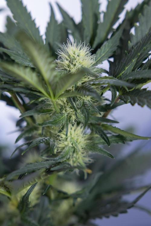 Watermelon Candy #2 - Zamnesia x B&B. Week 7 - Watermeloin Candy #2 - Bloom - Week 6