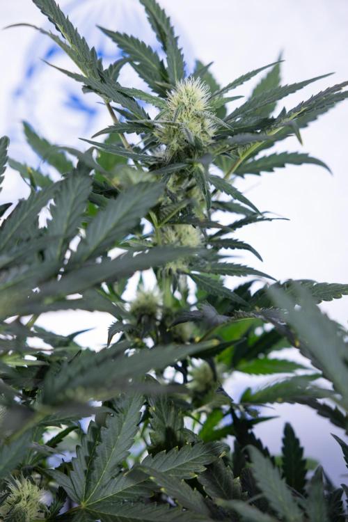 Watermelon Candy #2 - Zamnesia x B&B. Week 7 - Watermeloin Candy #2 - Bloom - Week 6