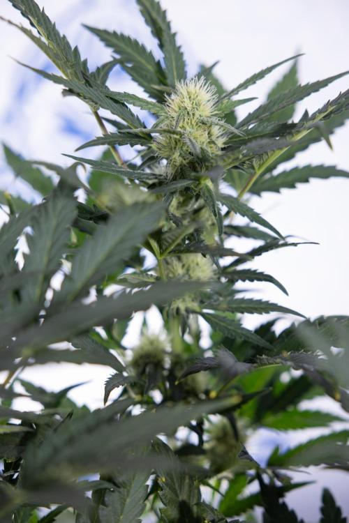 Watermelon Candy #2 - Zamnesia x B&B. Week 7 - Watermeloin Candy #2 - Bloom - Week 6