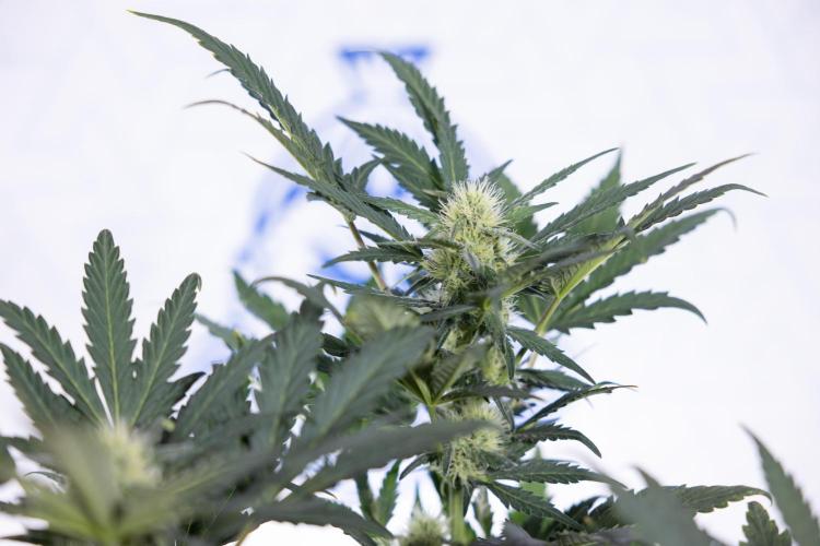 Watermelon Candy #2 - Zamnesia x B&B. Week 7 - Watermeloin Candy #2 - Bloom - Week 6