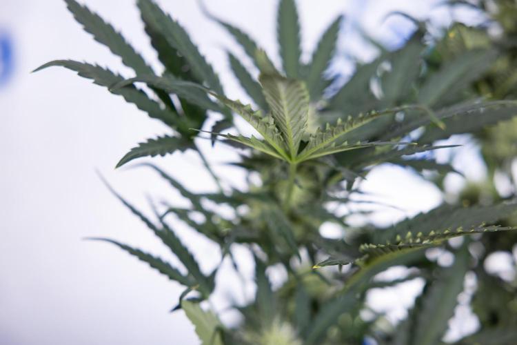 Watermelon Candy #2 - Zamnesia x B&B. Week 7 - Watermeloin Candy #2 - Bloom - Week 6