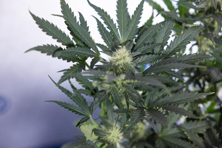 Watermelon Candy #2 - Zamnesia x B&B. Week 7 - Watermeloin Candy #2 - Bloom - Week 6