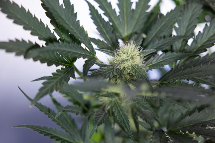 Watermelon Candy #2 - Zamnesia x B&B. Week 7 - Watermeloin Candy #2 - Bloom - Week 6