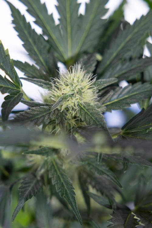 Watermelon Candy #2 - Zamnesia x B&B. Week 7 - Watermeloin Candy #2 - Bloom - Week 6