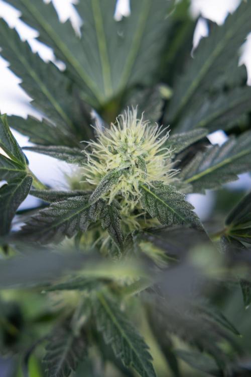 Watermelon Candy #2 - Zamnesia x B&B. Week 7 - Watermeloin Candy #2 - Bloom - Week 6