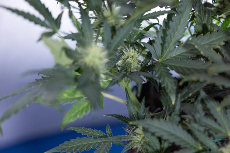 Watermelon Candy #2 - Zamnesia x B&B. Week 7 - Watermeloin Candy #2 - Bloom - Week 6