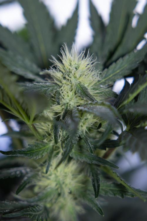 Watermelon Candy #2 - Zamnesia x B&B. Week 7 - Watermeloin Candy #2 - Bloom - Week 6