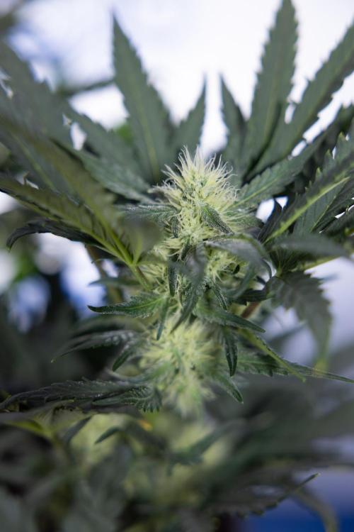 Watermelon Candy #2 - Zamnesia x B&B. Week 7 - Watermeloin Candy #2 - Bloom - Week 6