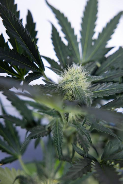 Watermelon Candy #2 - Zamnesia x B&B. Week 7 - Watermeloin Candy #2 - Bloom - Week 6