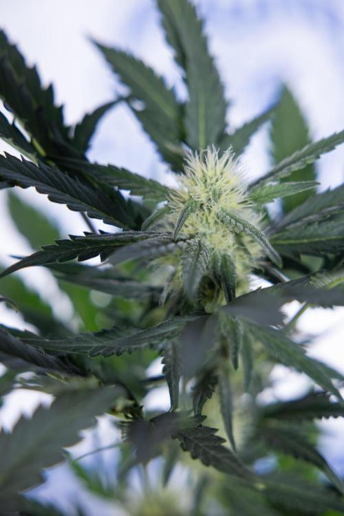 Watermelon Candy #2 - Zamnesia x B&B. Week 7 - Watermeloin Candy #2 - Bloom - Week 6