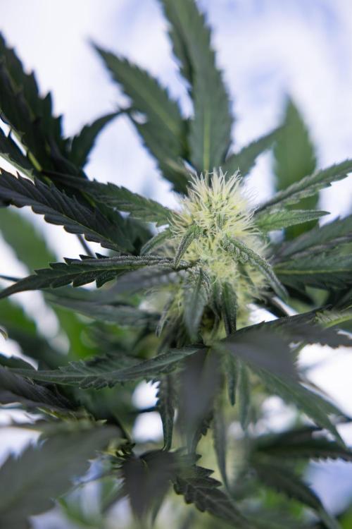 Watermelon Candy #2 - Zamnesia x B&B. Week 7 - Watermeloin Candy #2 - Bloom - Week 6