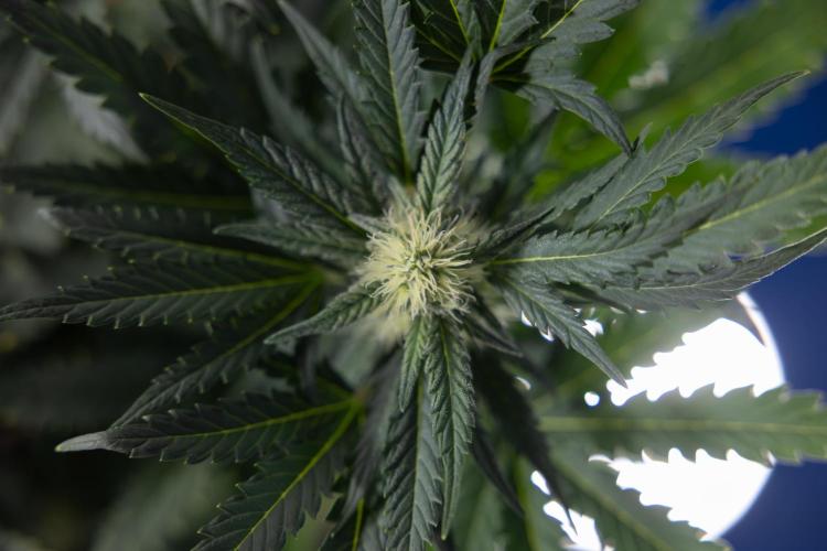 Watermelon Candy #2 - Zamnesia x B&B. Week 7 - Watermeloin Candy #2 - Bloom - Week 6