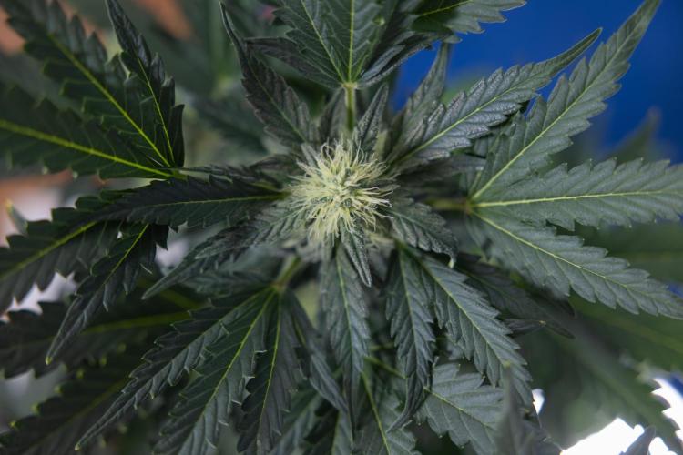 Watermelon Candy #2 - Zamnesia x B&B. Week 7 - Watermeloin Candy #2 - Bloom - Week 6