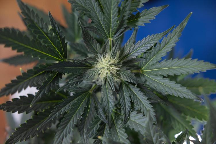 Watermelon Candy #2 - Zamnesia x B&B. Week 7 - Watermeloin Candy #2 - Bloom - Week 6