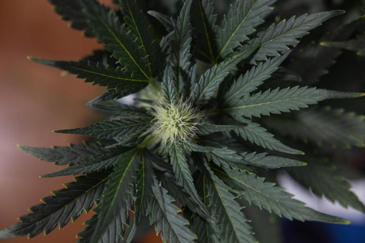 Watermelon Candy #2 - Zamnesia x B&B. Week 7 - Watermeloin Candy #2 - Bloom - Week 6