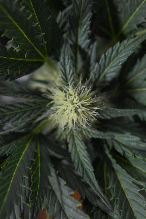 Watermelon Candy #2 - Zamnesia x B&B. Week 7 - Watermeloin Candy #2 - Bloom - Week 6