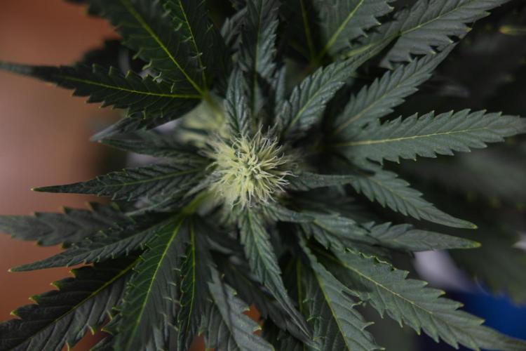 Watermelon Candy #2 - Zamnesia x B&B. Week 7 - Watermeloin Candy #2 - Bloom - Week 6