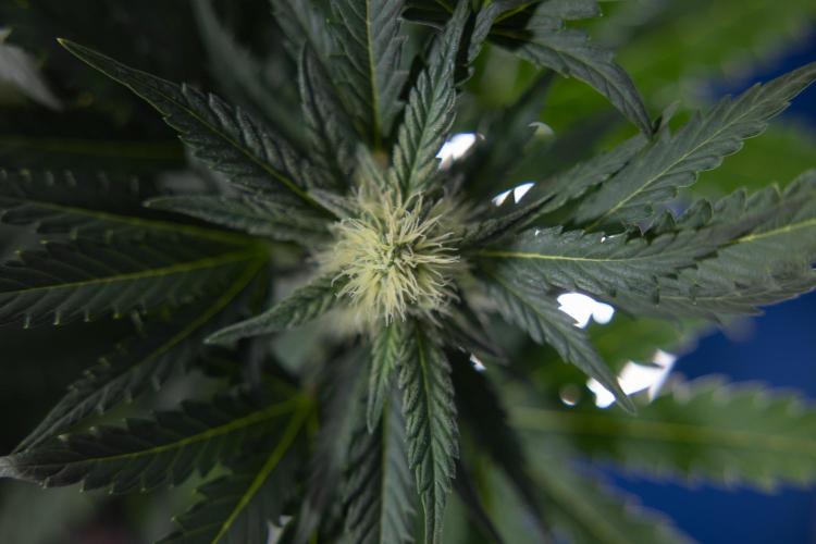 Watermelon Candy #2 - Zamnesia x B&B. Week 7 - Watermeloin Candy #2 - Bloom - Week 6