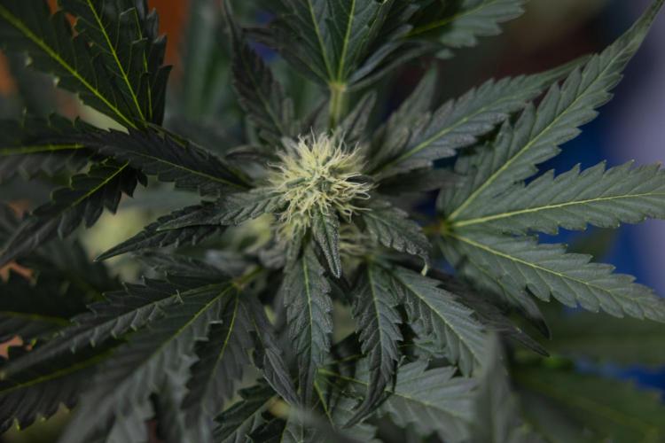 Watermelon Candy #2 - Zamnesia x B&B. Week 7 - Watermeloin Candy #2 - Bloom - Week 6