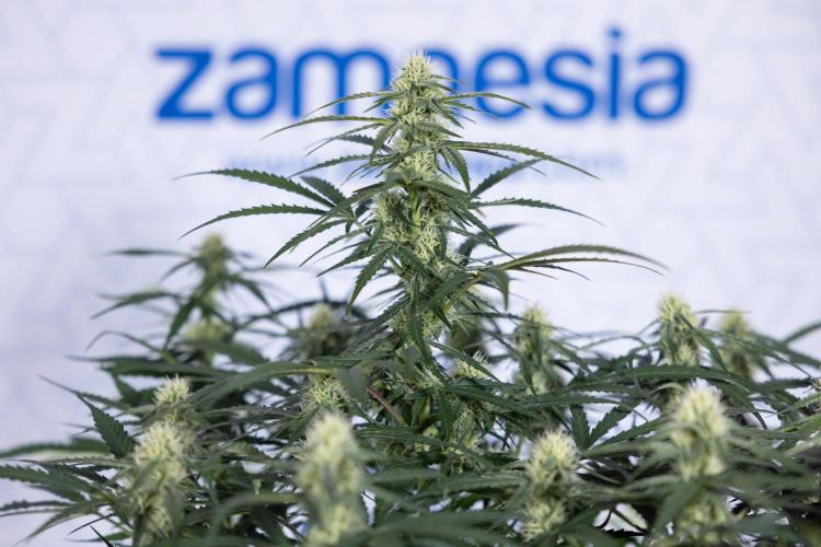 Watermelon Candy #1 -  Zamnesia x B&B. Week 6 - Watermelon Candy Automatic #1 - Boom - Week 6/7 - No Techniques