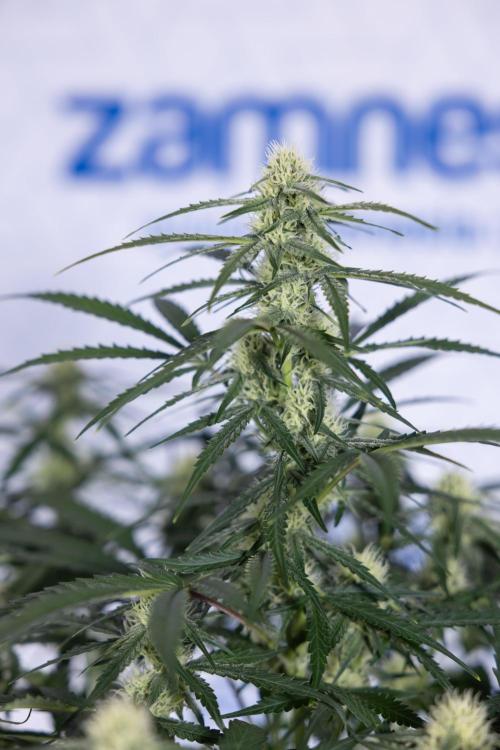 Watermelon Candy #1 -  Zamnesia x B&B. Week 6 - Watermelon Candy Automatic #1 - Boom - Week 6/7 - No Techniques