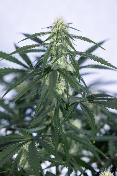 Watermelon Candy #1 -  Zamnesia x B&B. Week 6 - Watermelon Candy Automatic #1 - Boom - Week 6/7 - No Techniques