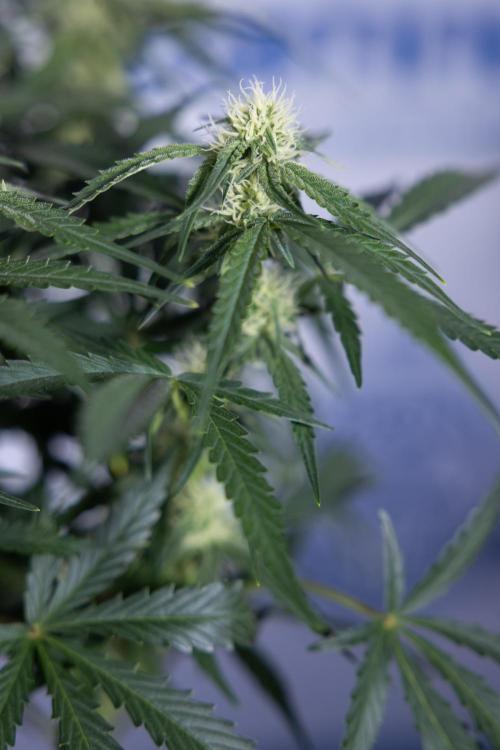 Watermelon Candy #1 -  Zamnesia x B&B. Week 6 - Watermelon Candy Automatic #1 - Boom - Week 6/7 - No Techniques