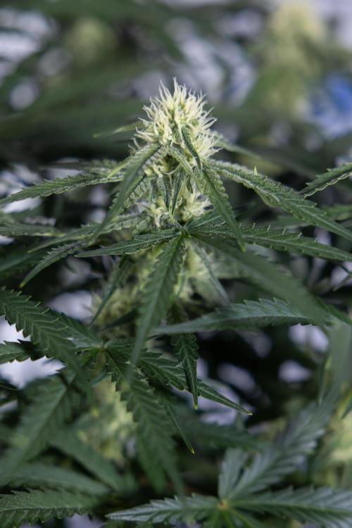 Watermelon Candy #1 -  Zamnesia x B&B. Week 6 - Watermelon Candy Automatic #1 - Boom - Week 6/7 - No Techniques