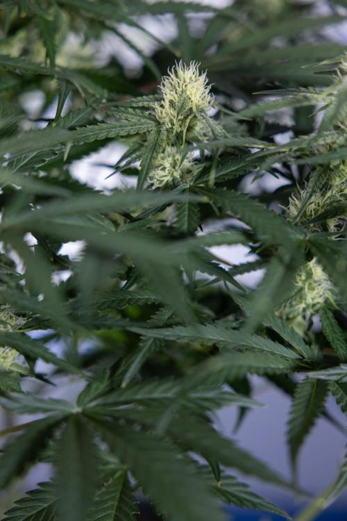 Watermelon Candy #1 -  Zamnesia x B&B. Week 6 - Watermelon Candy Automatic #1 - Boom - Week 6/7 - No Techniques