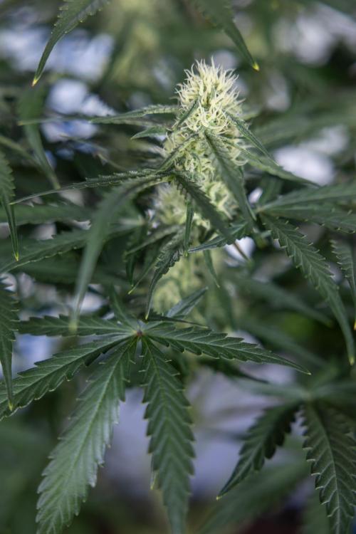 Watermelon Candy #1 -  Zamnesia x B&B. Week 6 - Watermelon Candy Automatic #1 - Boom - Week 6/7 - No Techniques