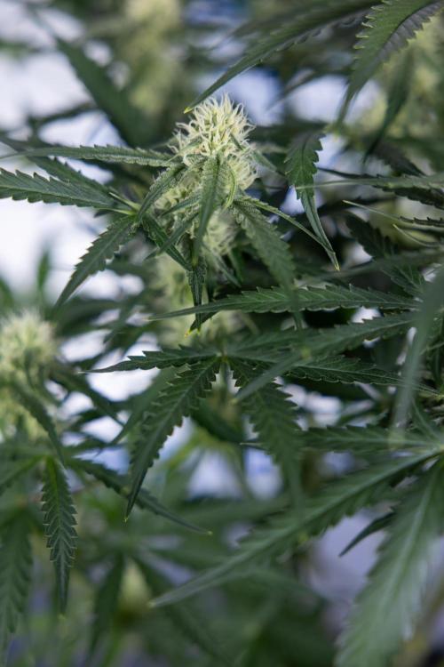 Watermelon Candy #1 -  Zamnesia x B&B. Week 6 - Watermelon Candy Automatic #1 - Boom - Week 6/7 - No Techniques