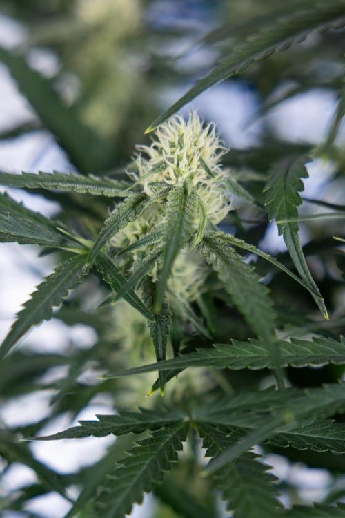 Watermelon Candy #1 -  Zamnesia x B&B. Week 6 - Watermelon Candy Automatic #1 - Boom - Week 6/7 - No Techniques