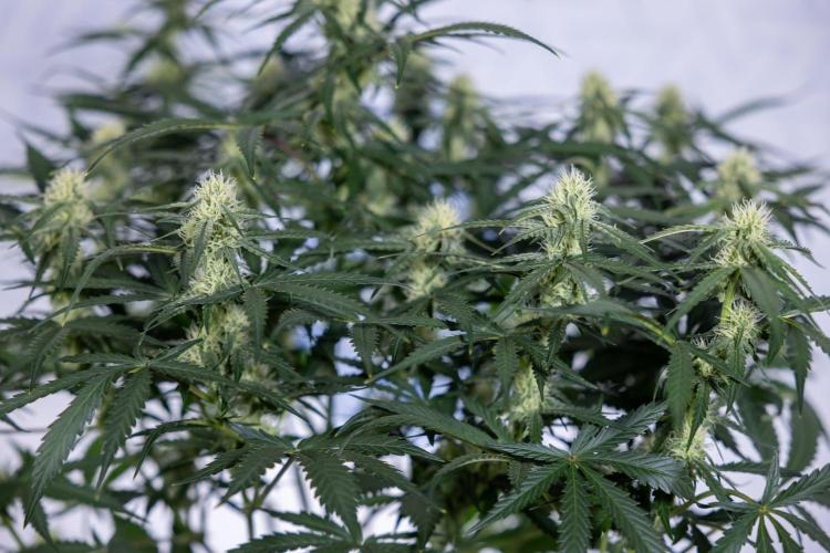 Watermelon Candy #1 -  Zamnesia x B&B. Week 6 - Watermelon Candy Automatic #1 - Boom - Week 6/7 - No Techniques