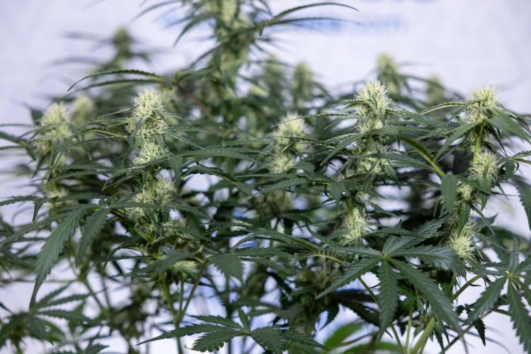 Watermelon Candy #1 -  Zamnesia x B&B. Week 6 - Watermelon Candy Automatic #1 - Boom - Week 6/7 - No Techniques