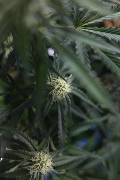 Watermelon Candy #1 -  Zamnesia x B&B. Week 6 - Watermelon Candy Automatic #1 - Boom - Week 6/7 - No Techniques